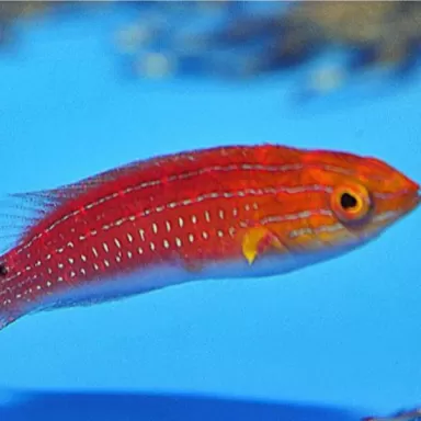 Cirrhilabrus Africanus Male