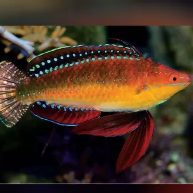 Cirrhilabrus Africanus Male