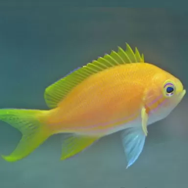 Pseudanthias Pleurotaenia Male