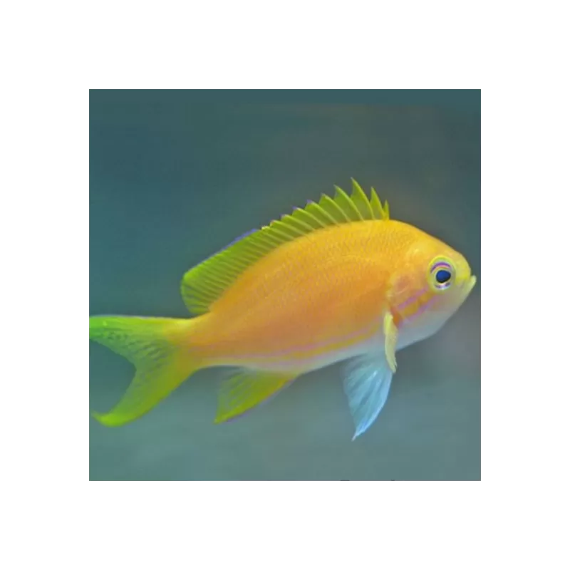Pseudanthias Pleurotaenia Male