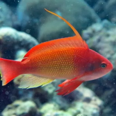 Pseudanthias Squamipinnis