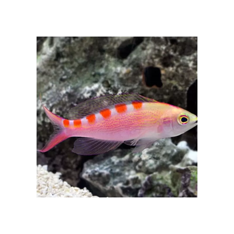 Pseudanthias flavoguttatus