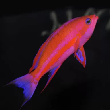 Pseudanthias Randalli