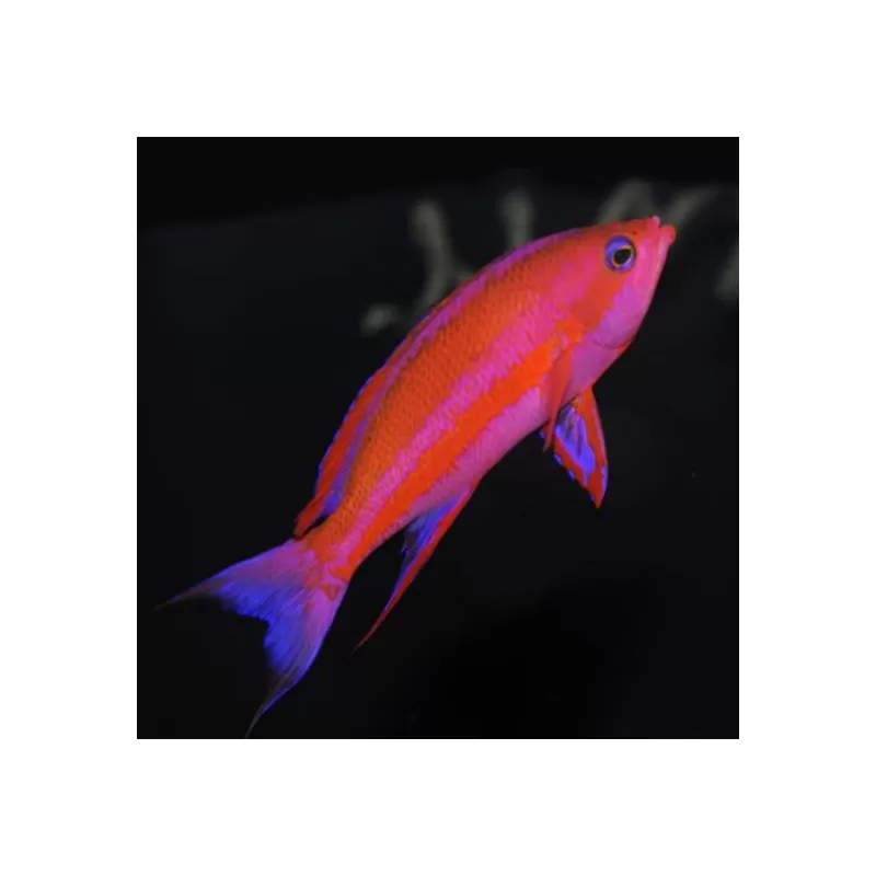 Pseudanthias Randalli