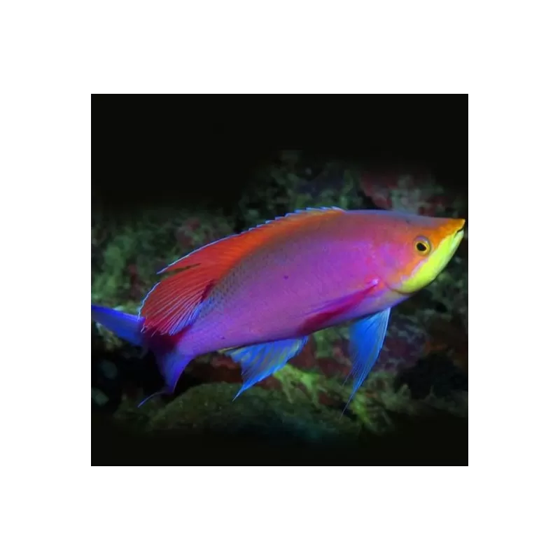 Mirolabrichthys Tuka