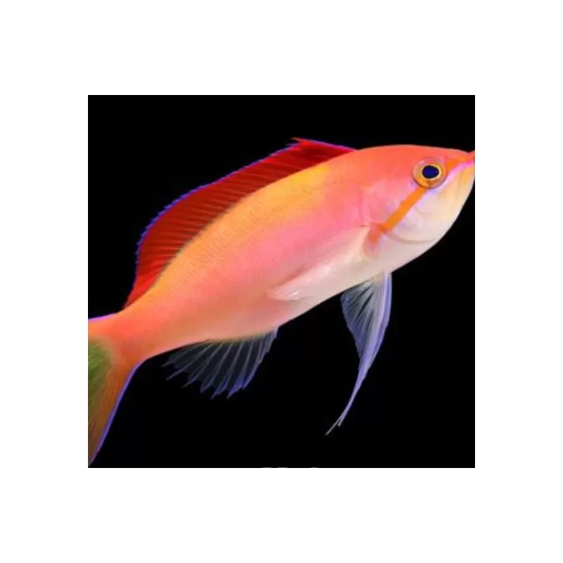 Mirolabrichthys Dispar ignitis