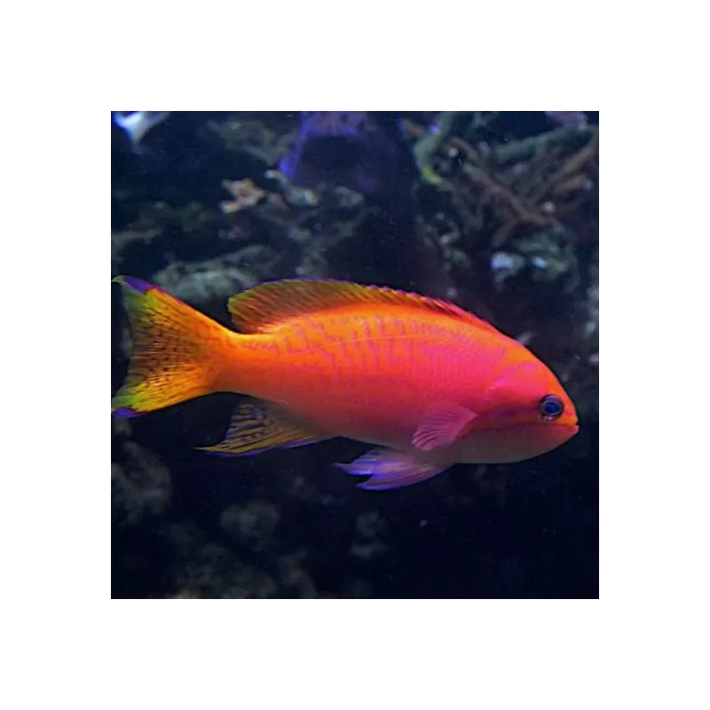 Pseudanthias bimaculatus