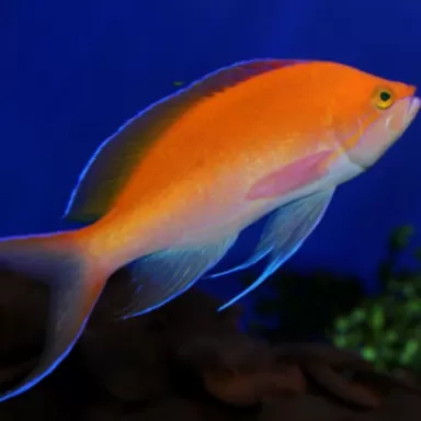 pseudanthias bicolor