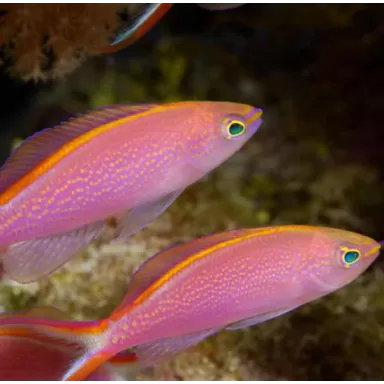 Pseudanthias Smithvanzi