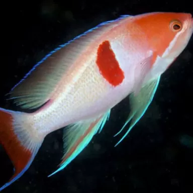 Pseudanthias Rubrizonatus