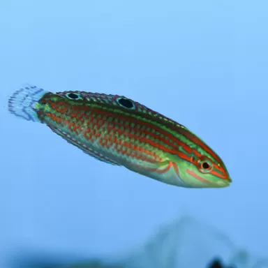 Halichoeres Biocellatus