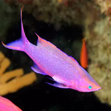 Pseudanthias Pascalus