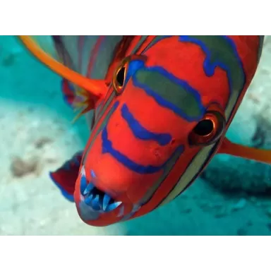 Choerodon Lienardella Fasciata M