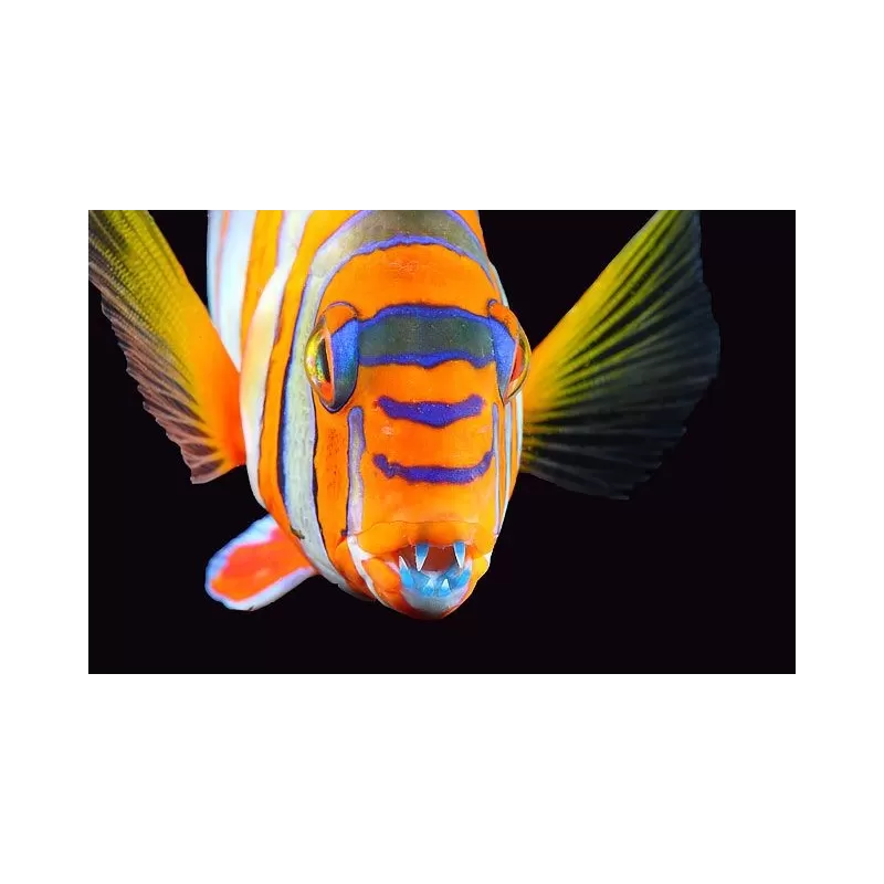 Choerodon Lienardella Fasciata M