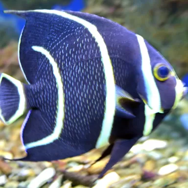 Pomacanthus Arcuatus L