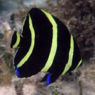 Pomacanthus Arcuatus L