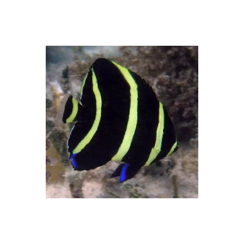 Pomacanthus Arcuatus L