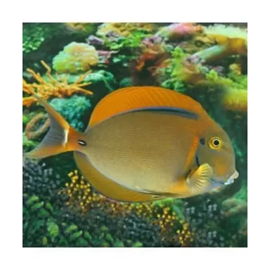 Acanthurus Bariene (S)