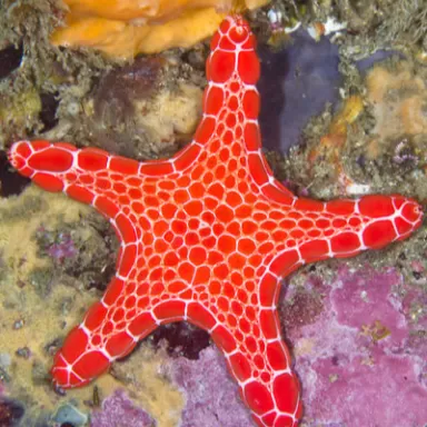 Pentagonaster Duebeni Red