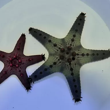 Pentaceraster Regulus