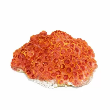 Kunstkoraal Aardbeikoraal