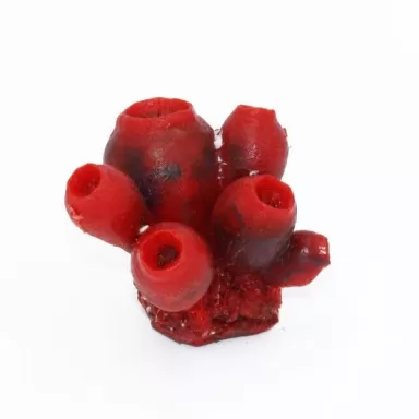 Kunstkoraal Clavelina Rood