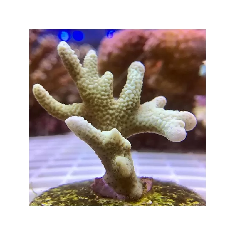 Montipora digitata silver green S size
