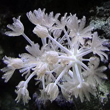 Xenia umbelata S size