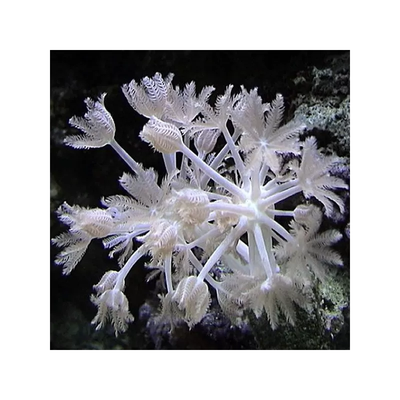 Xenia umbelata S size