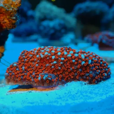 Montipora Superman frag