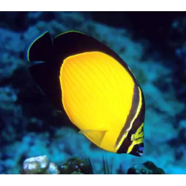 Chaetodon Melapterus