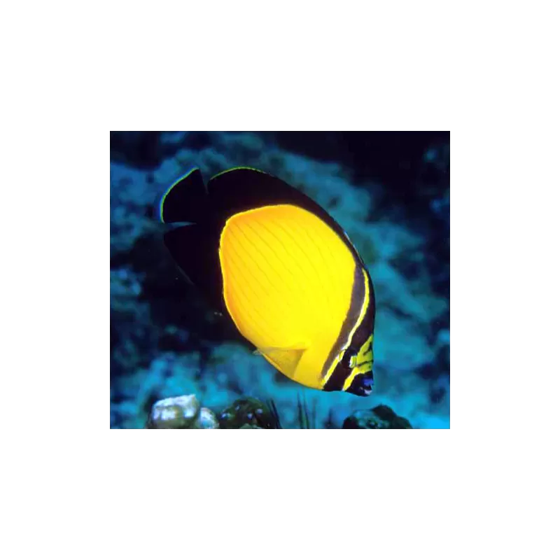 Chaetodon Melapterus