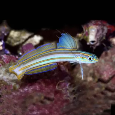 Ptereleotris Grammica