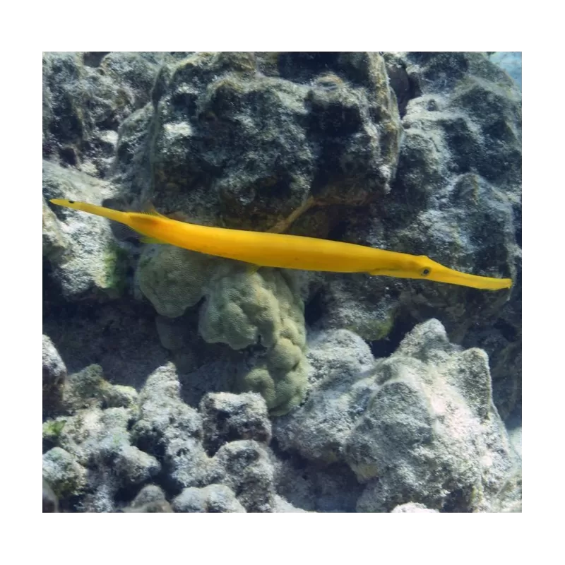 Aulostomus chinensis