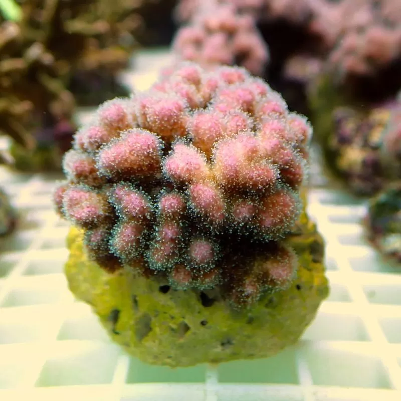 Pocillopora orange pink