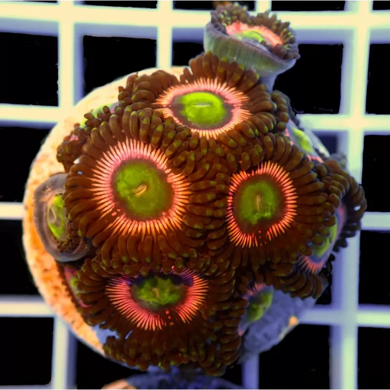 Zoanthus Lord of the Rings S size