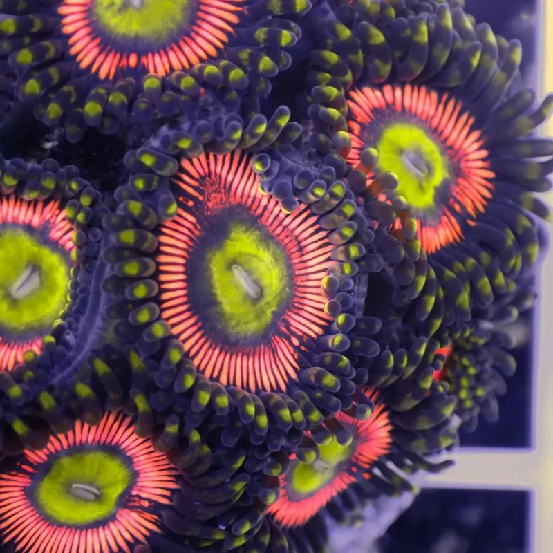 Zoanthus Lord of the Rings S size