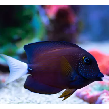 Ctenochaetus Flavicauda