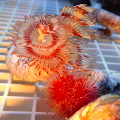 Protula Bispiralis Coco Worm White red orange M size