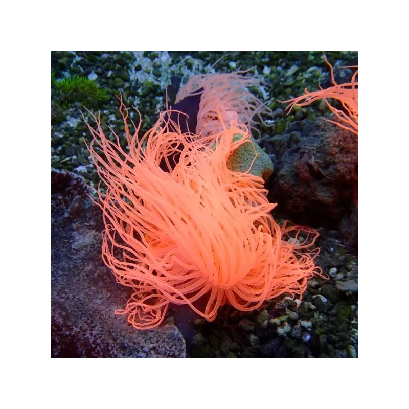 Cerianthus membranaceus orange