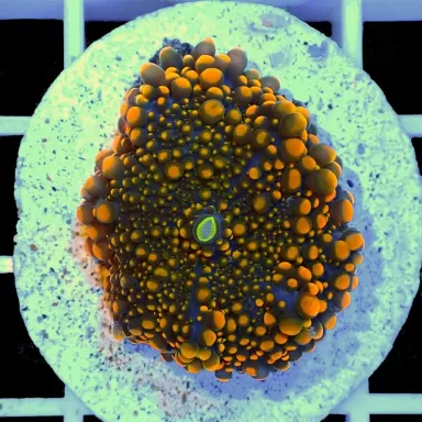 Ricordea Yuma Ultra Orange 1 ear