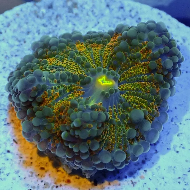 Ricordea Yuma Exotic Flash Orange Green 1 ear