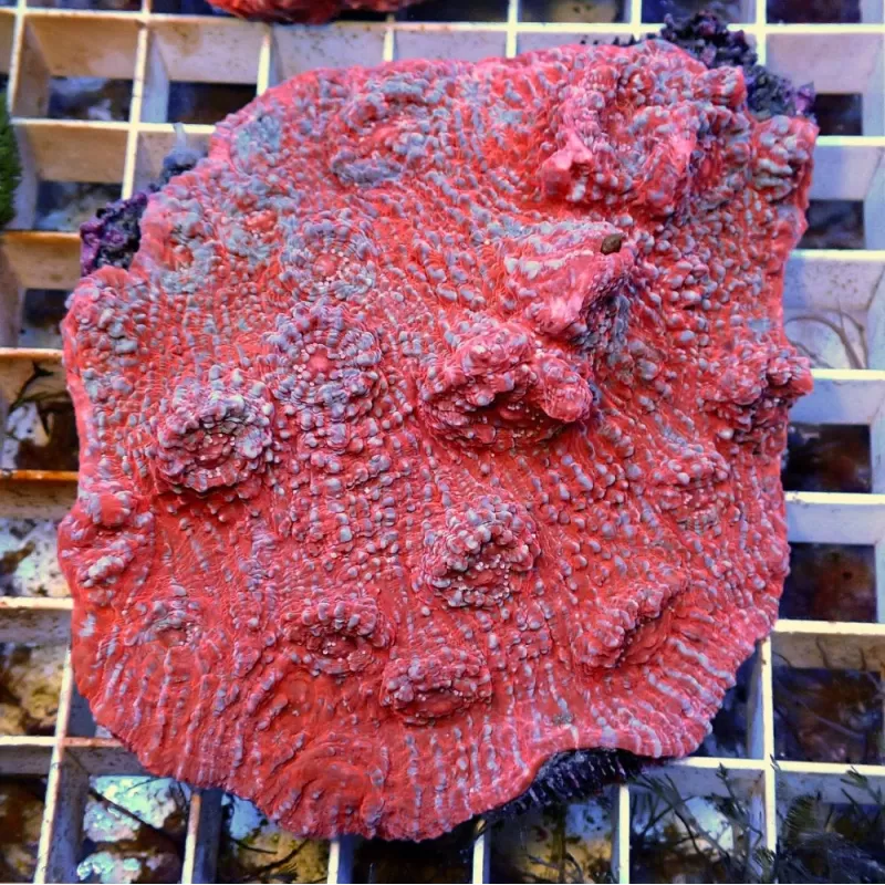 Echinopora Red sp