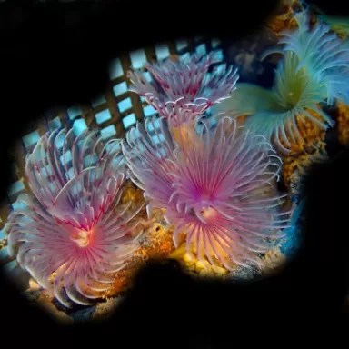 Sabellastarte sp Soft Tube Worm