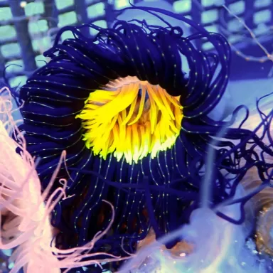 Cerianthus membranaceus purple