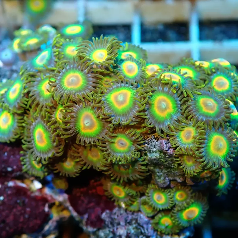 Zoanthus Rastas Frag S size