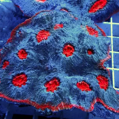 Echinophyllia ultra orange