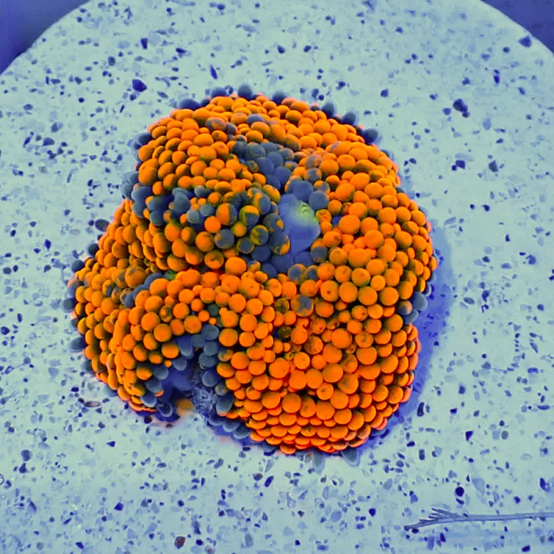 Ricorda Florida Fluo Orange