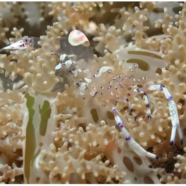 Ancylomenes Venustus