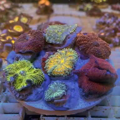 Discosoma garden mushroom exotic